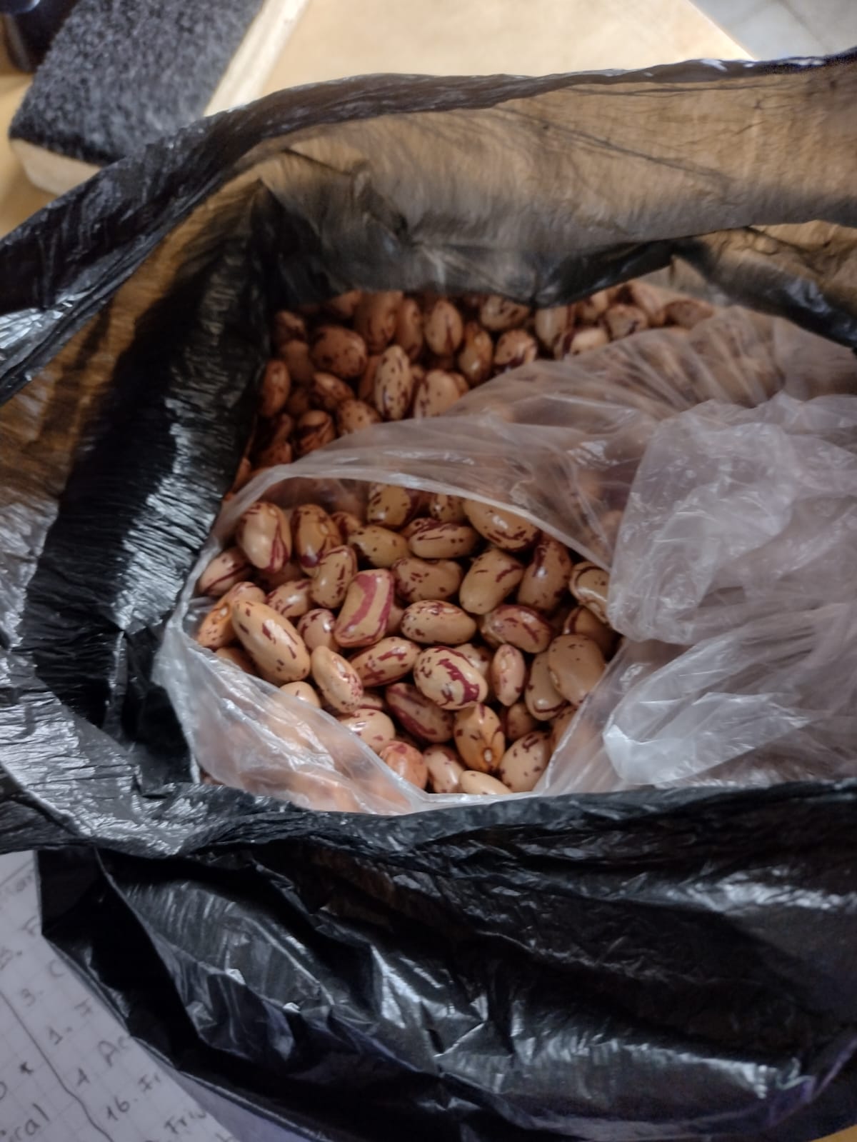 Semillas de frijol cargamanto seleccionadas para la siembra principal