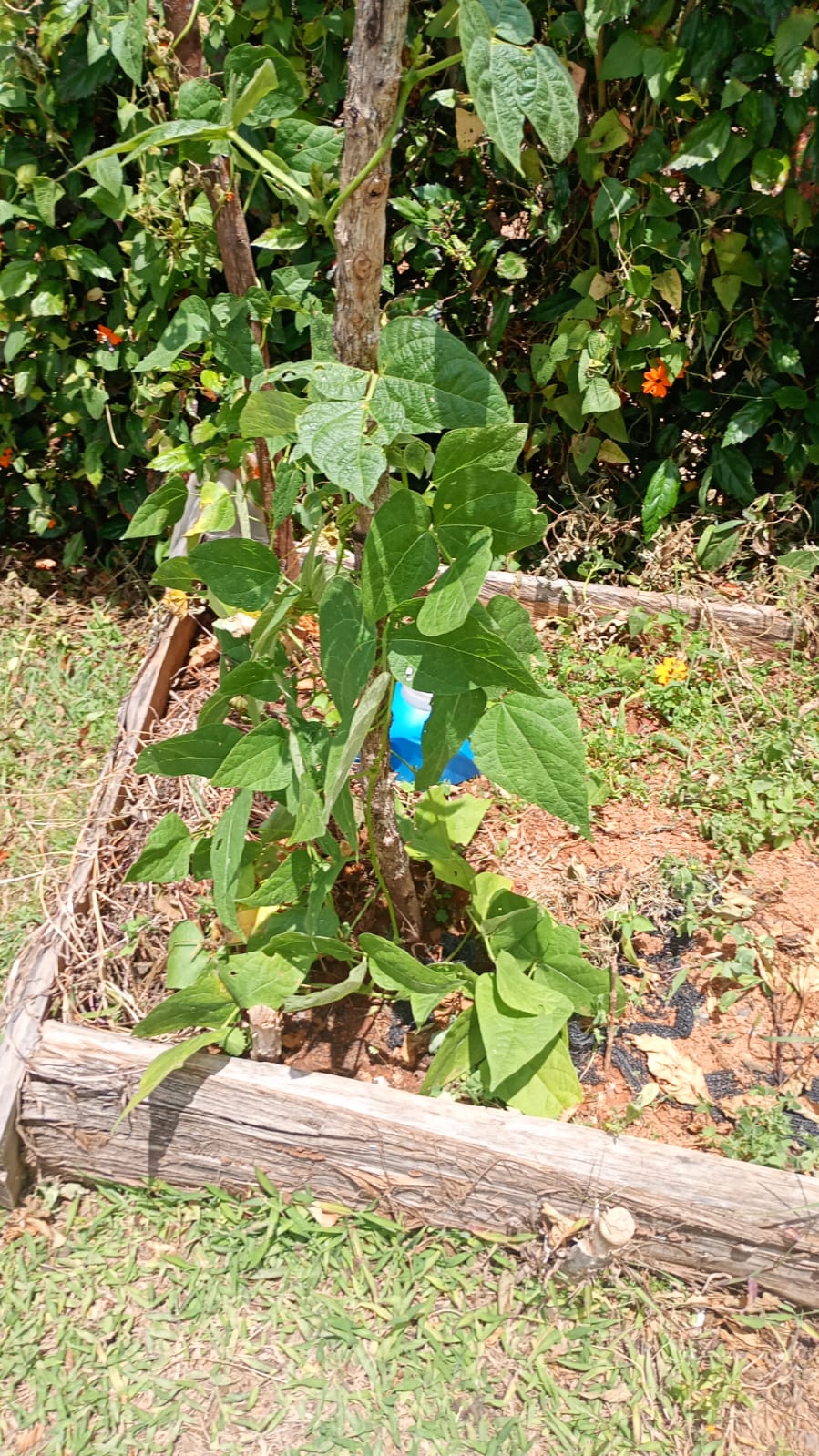 Planta de frijol con tutor de madera en era de cultivo