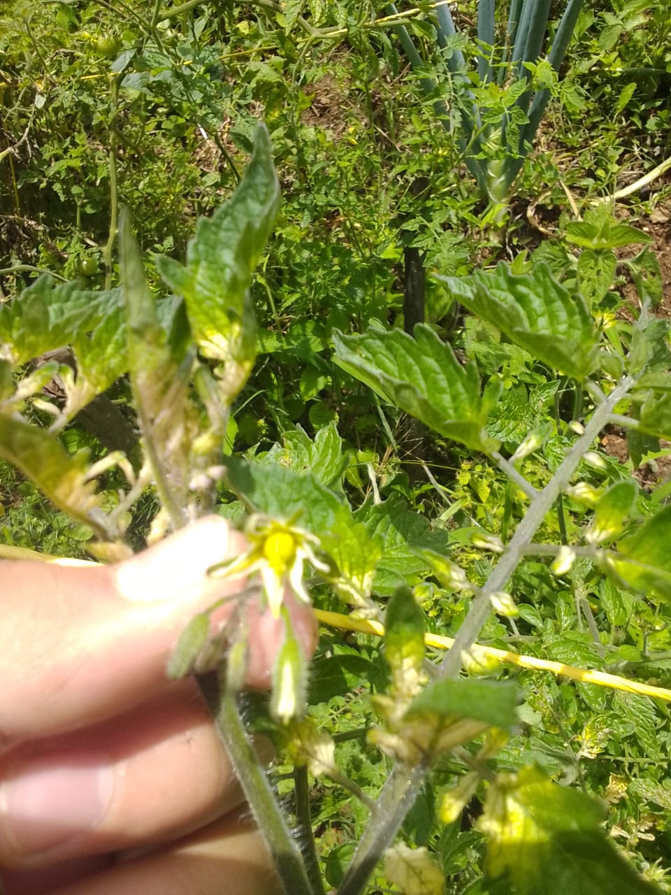Floración de plantas de tomate en seguimiento agrícola