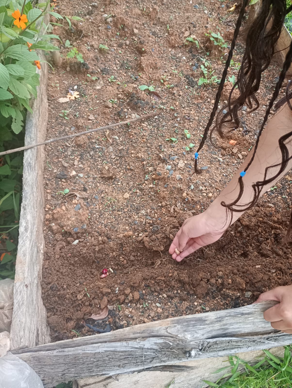 Siembra directa manual de semillas de frijol en la tierra de la era