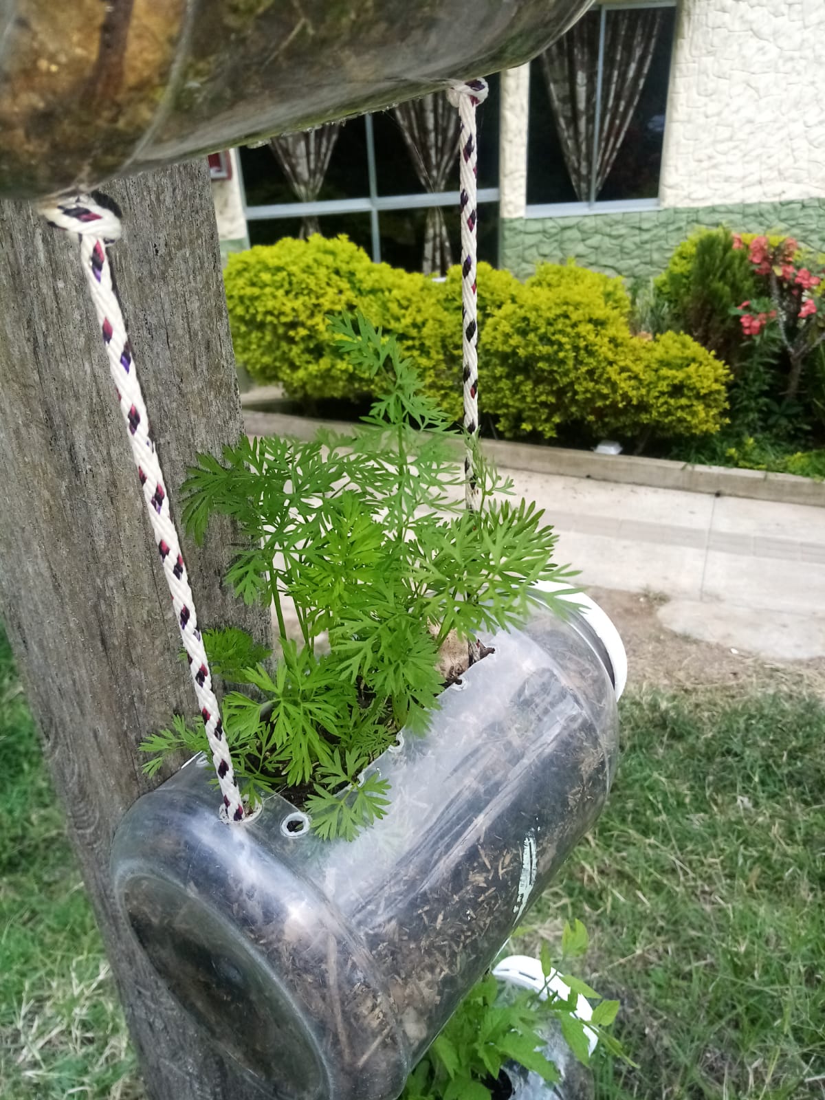 Cultivo suspendido en botella plástica reciclada con plantas de hortaliza