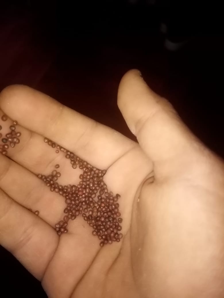 Inspección manual de semillas finas de hortaliza previo a la siembra