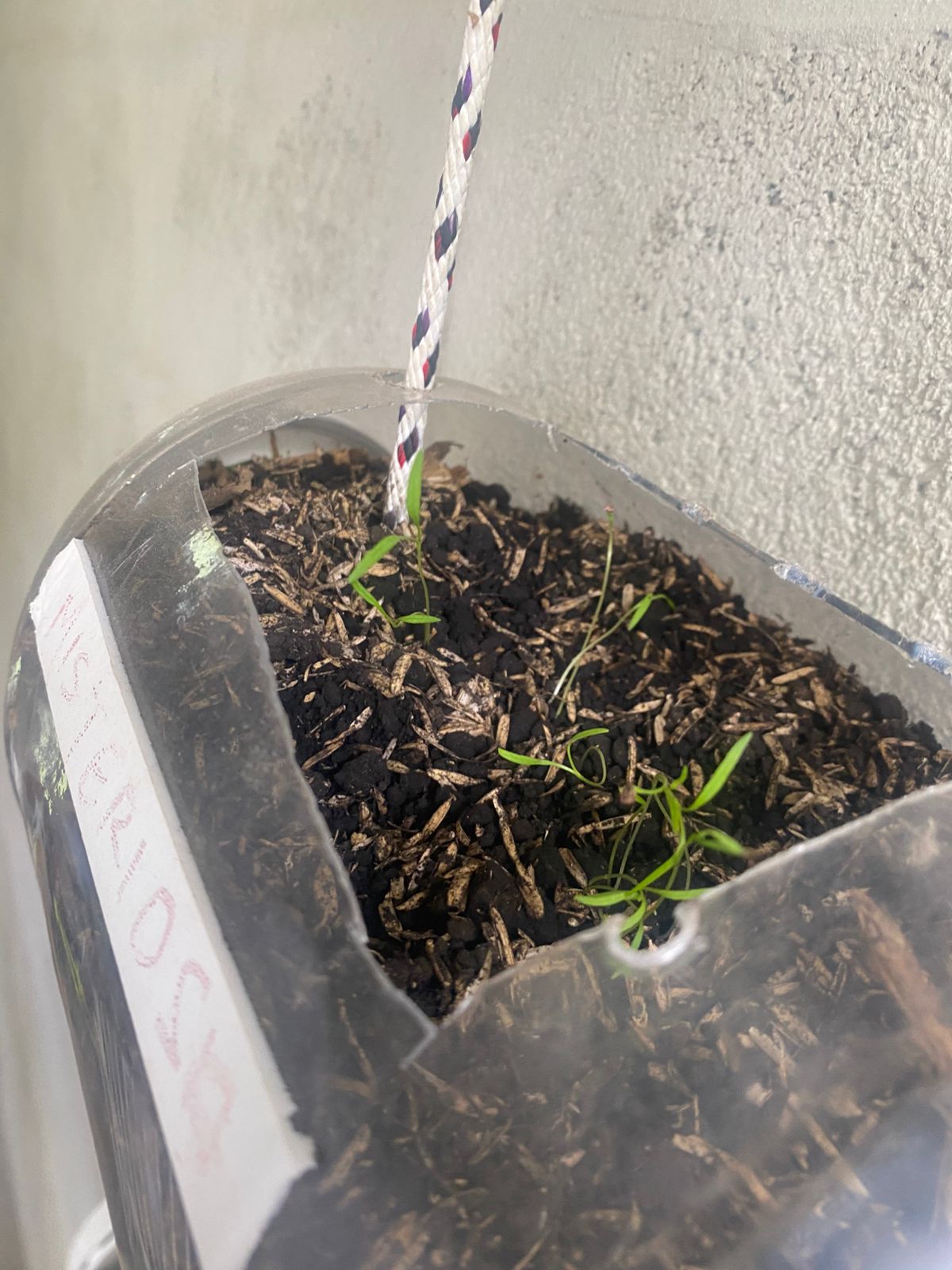 Primeros brotes verdes emergiendo del sustrato en germinador individual