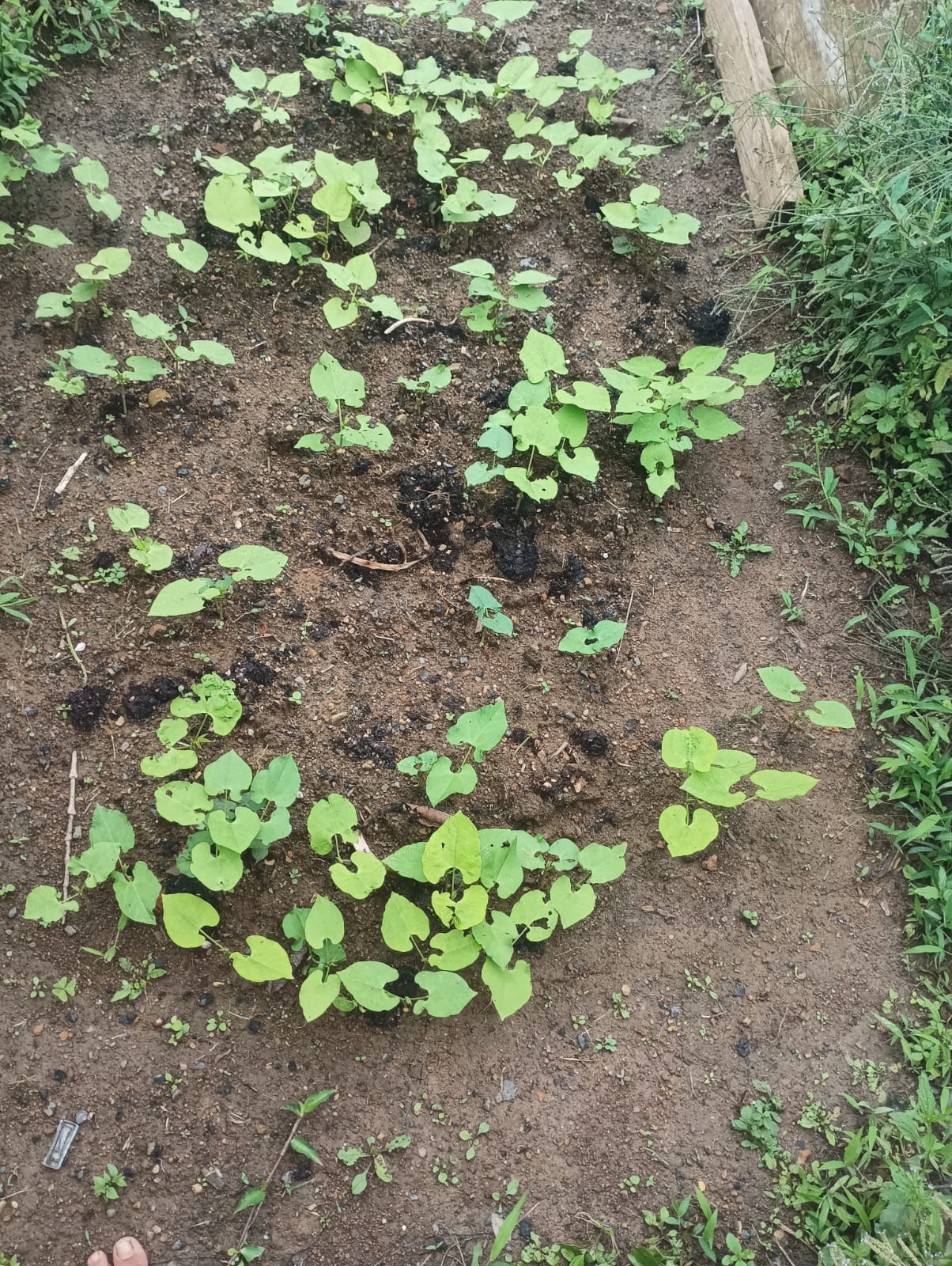 Parcela de cultivo con brotes homogéneos de frijol en desarrollo