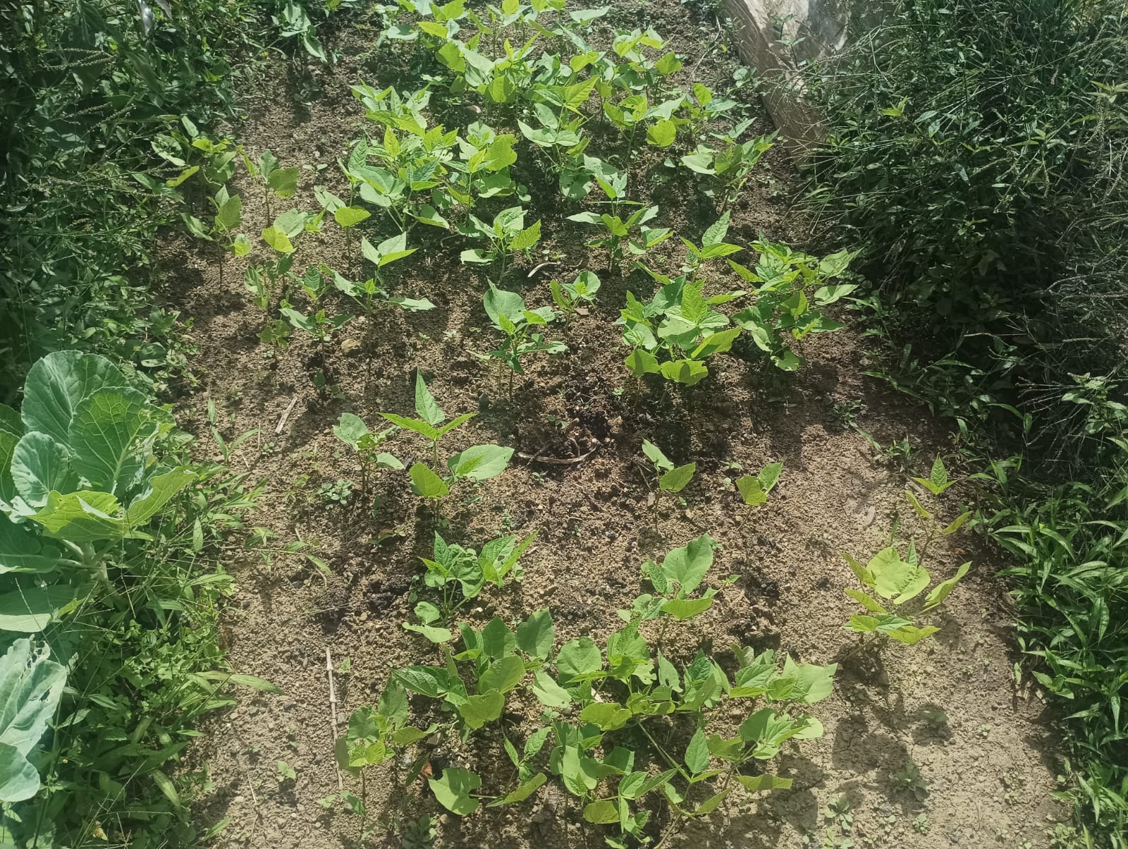 Policultivo de frijol asociado con plantas de repollo en la era