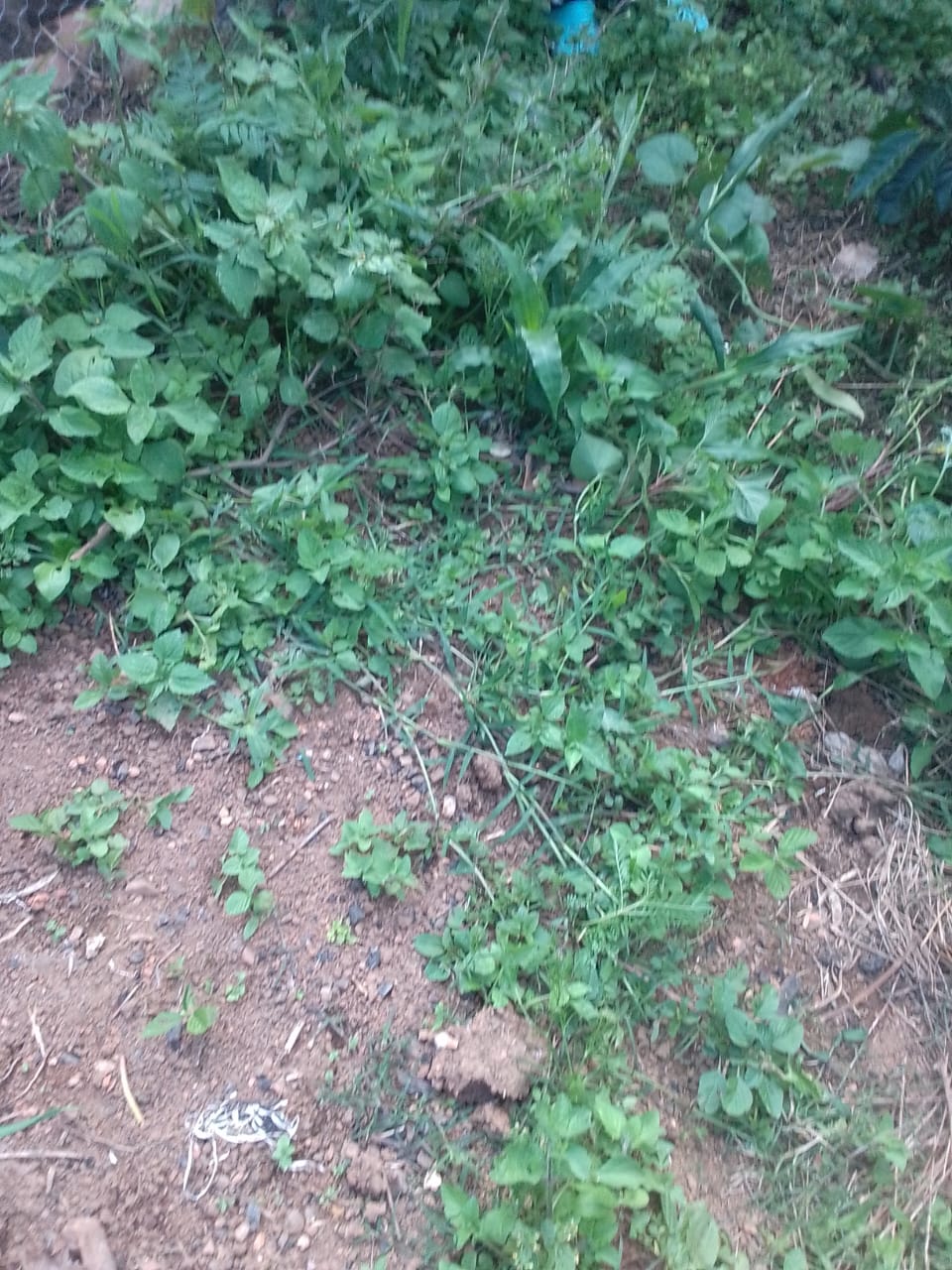 Muestra de cobertura vegetal natural protectora del suelo agrícola